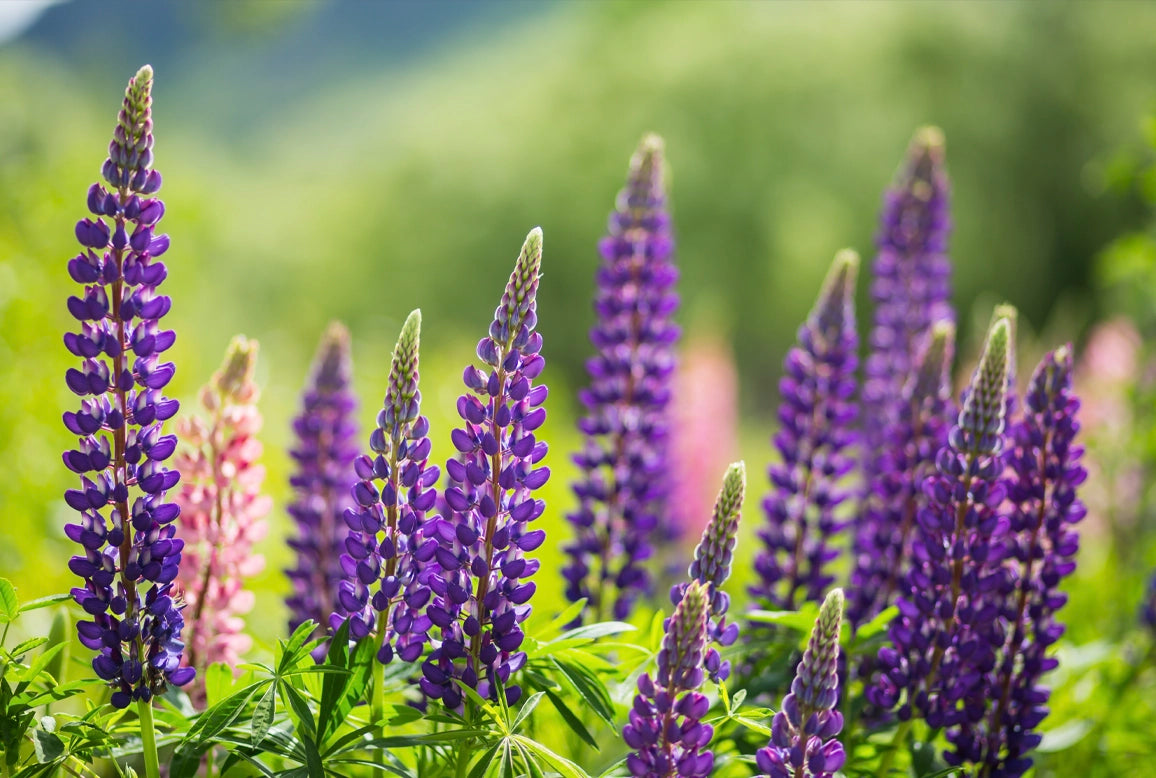 „Feld mit wunderschönen lila Lupinenblüten und sattem Grün – Ein naturbelassenes Bild, das die Frische und Natürlichkeit des Lupinenkaffees widerspiegelt. Perfekt für die Rubrik ‚Fragen und Antworten‘ rund um Lupinenkaffee.“