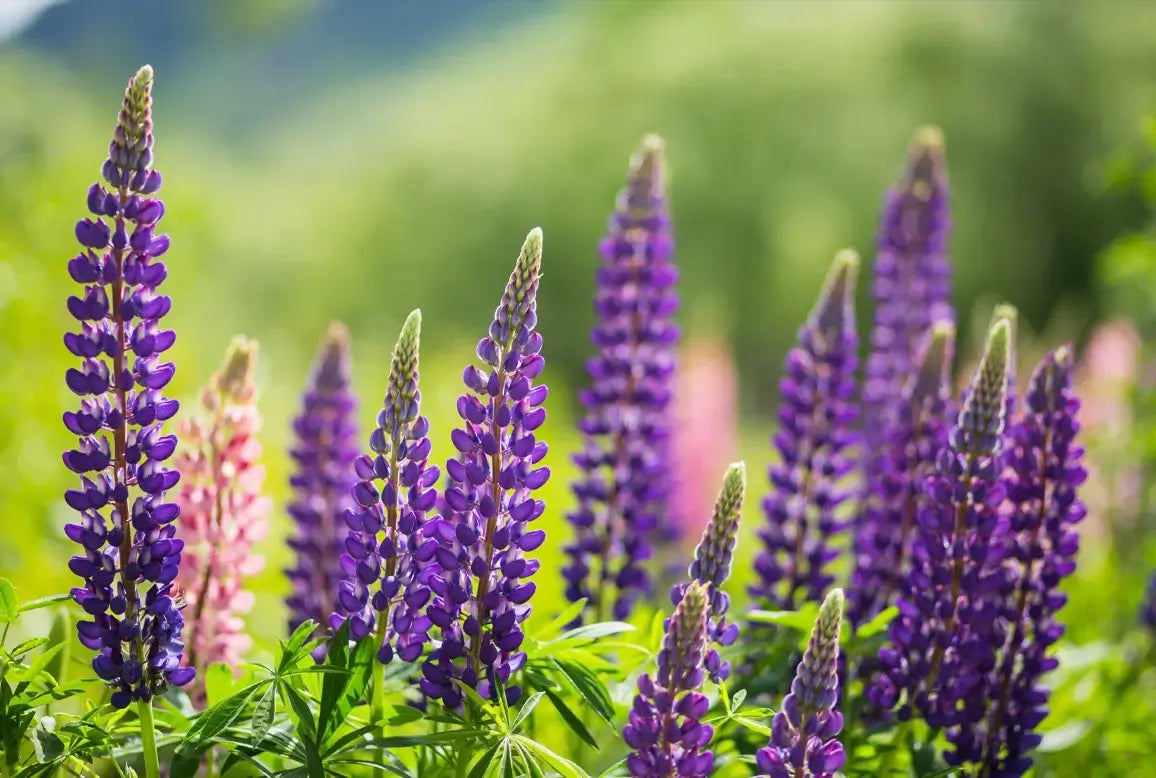„Feld mit wunderschönen lila Lupinenblüten und sattem Grün – Ein naturbelassenes Bild, das die Frische und Natürlichkeit des Lupinenkaffees widerspiegelt. Perfekt für die Rubrik ‚Fragen und Antworten‘ rund um Lupinenkaffee.“