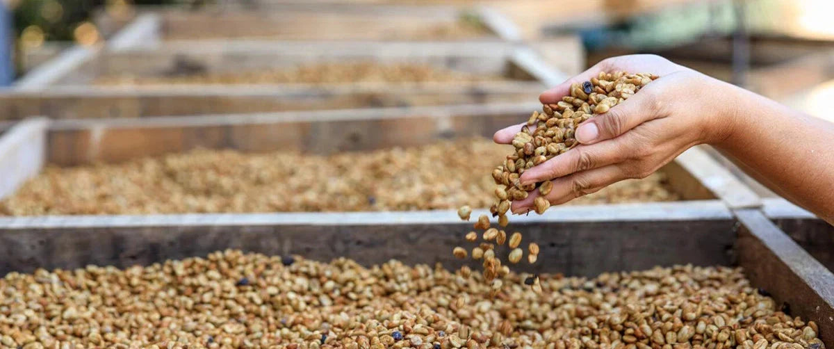 Rohkaffeebohnen werden sorgfältig in der Sonne getrocknet – Qualität durch Handarbeit“**
