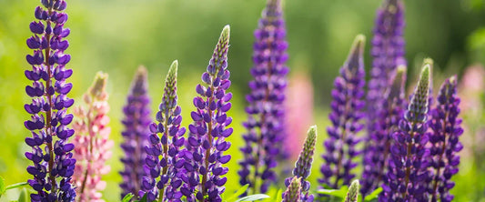 Lupinenfeld mit lila Lupinenblüten