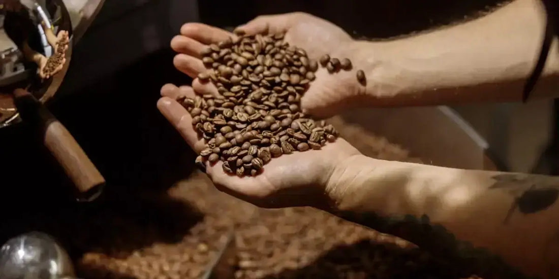 Hände voller frisch geröstetem Kaffee – richtige Aufbewahrung für volles Aroma.